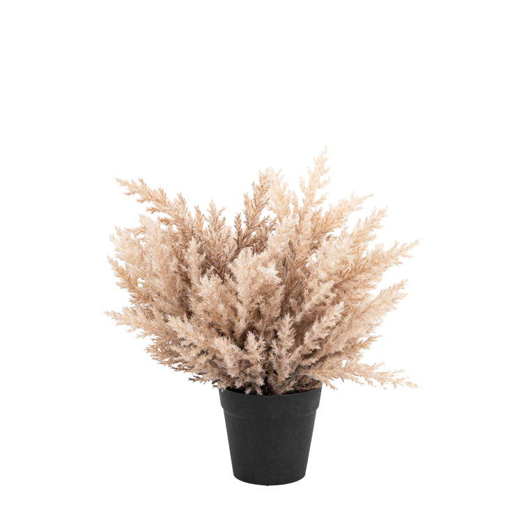 The Seasonal Aisle Potted Broom Corn Bush in Planter Wayfair.co.uk